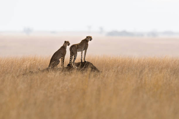 1 day trip ngorongoro crater tour